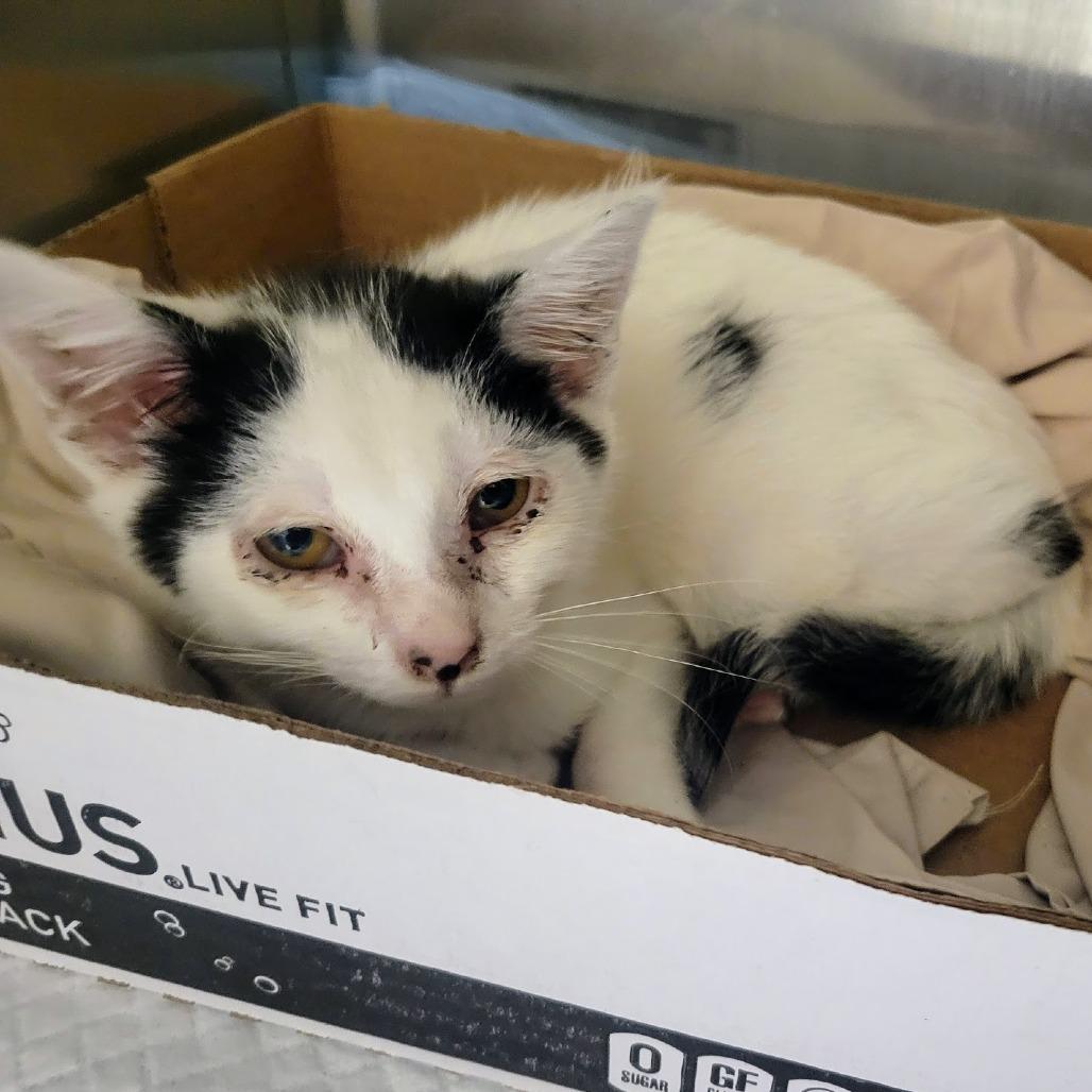 Enlarge Bernard, a Adoptable Domestic Short Hair in Westminster, CA image 1/2