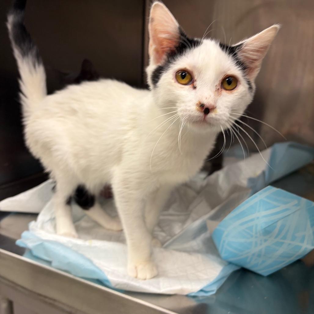 Enlarge Bernard, a Adoptable Domestic Short Hair in Westminster, CA image 2/2
