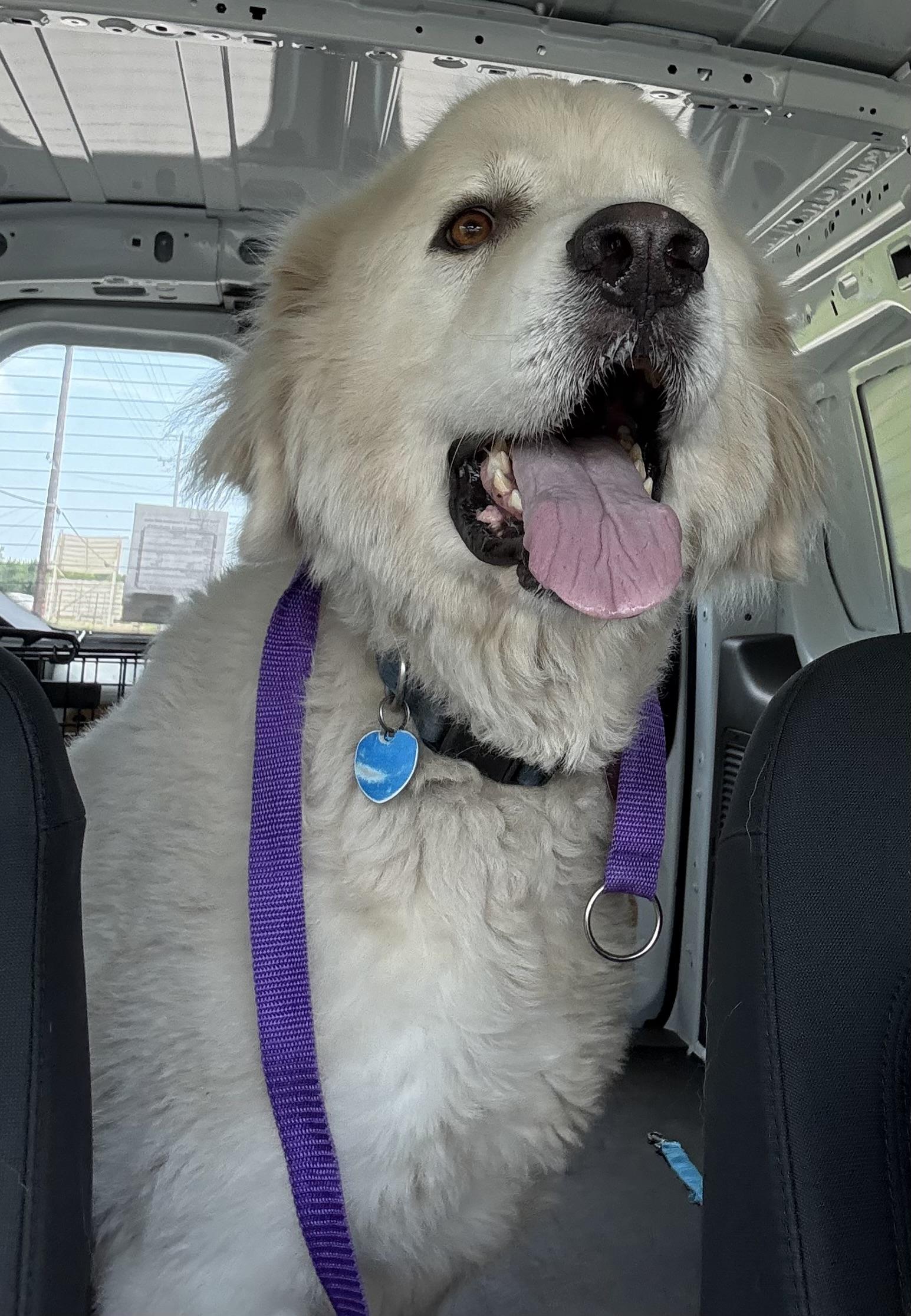 Enlarge Finnerty, a Adoptable Great Pyrenees in Paris, TX image 4/6