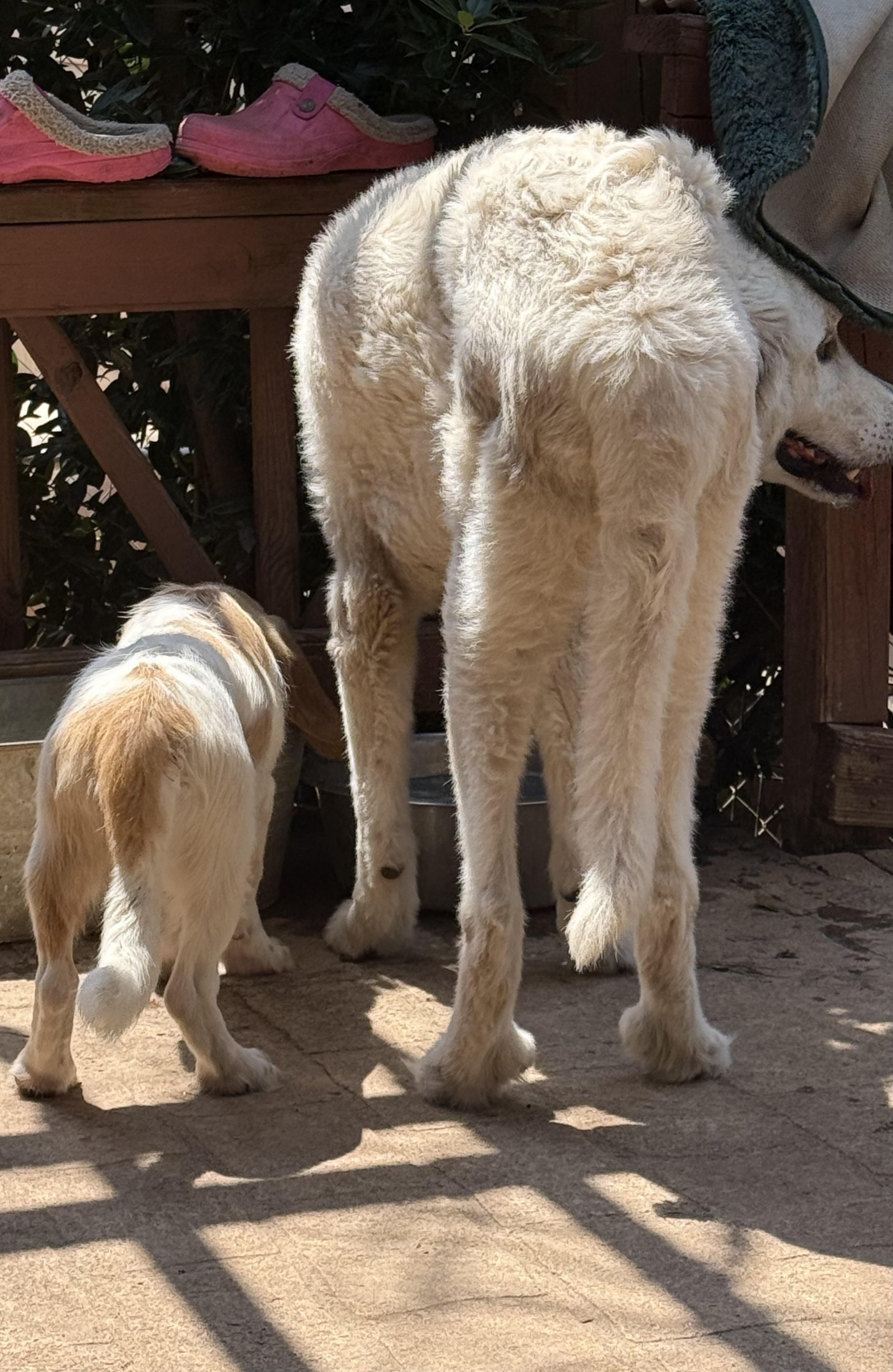 Enlarge Finnerty, a Adoptable Great Pyrenees in Paris, TX image 6/6