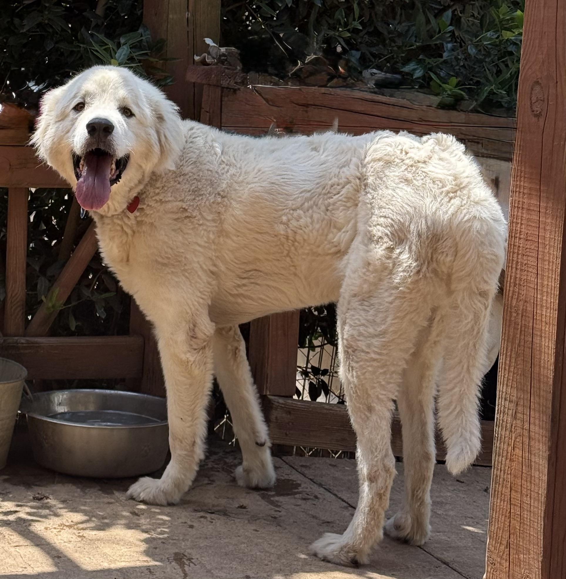 Enlarge Finnerty, a Adoptable Great Pyrenees in Paris, TX image 1/6