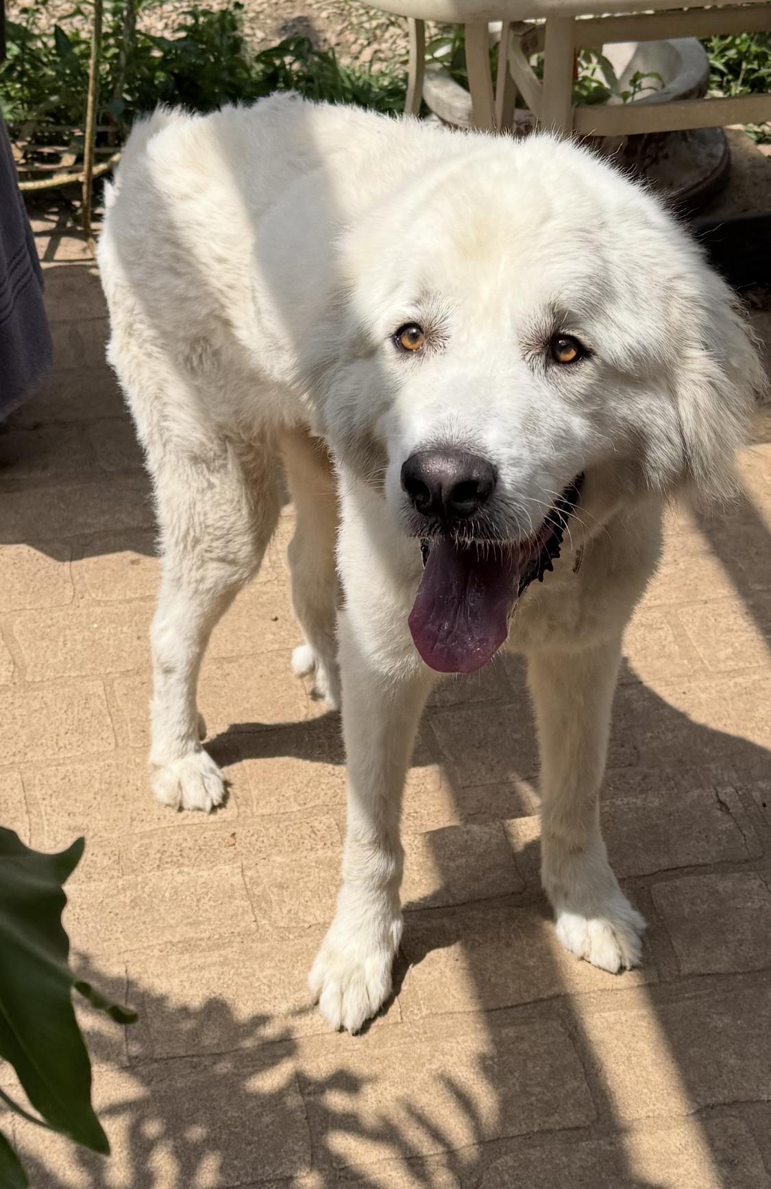 Enlarge Finnerty, a Adoptable Great Pyrenees in Paris, TX image 3/6