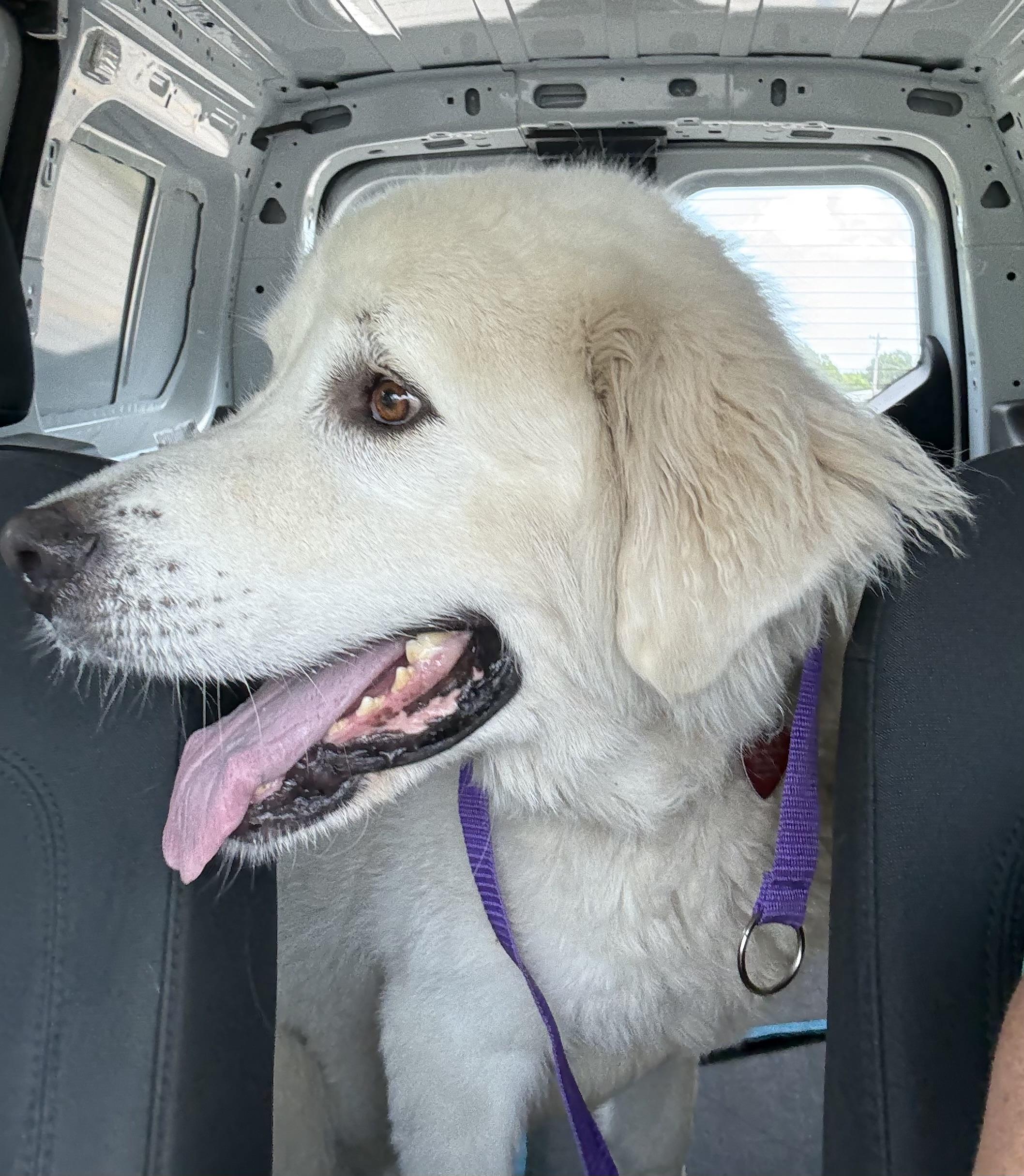 Enlarge Finnerty, a Adoptable Great Pyrenees in Paris, TX image 5/6