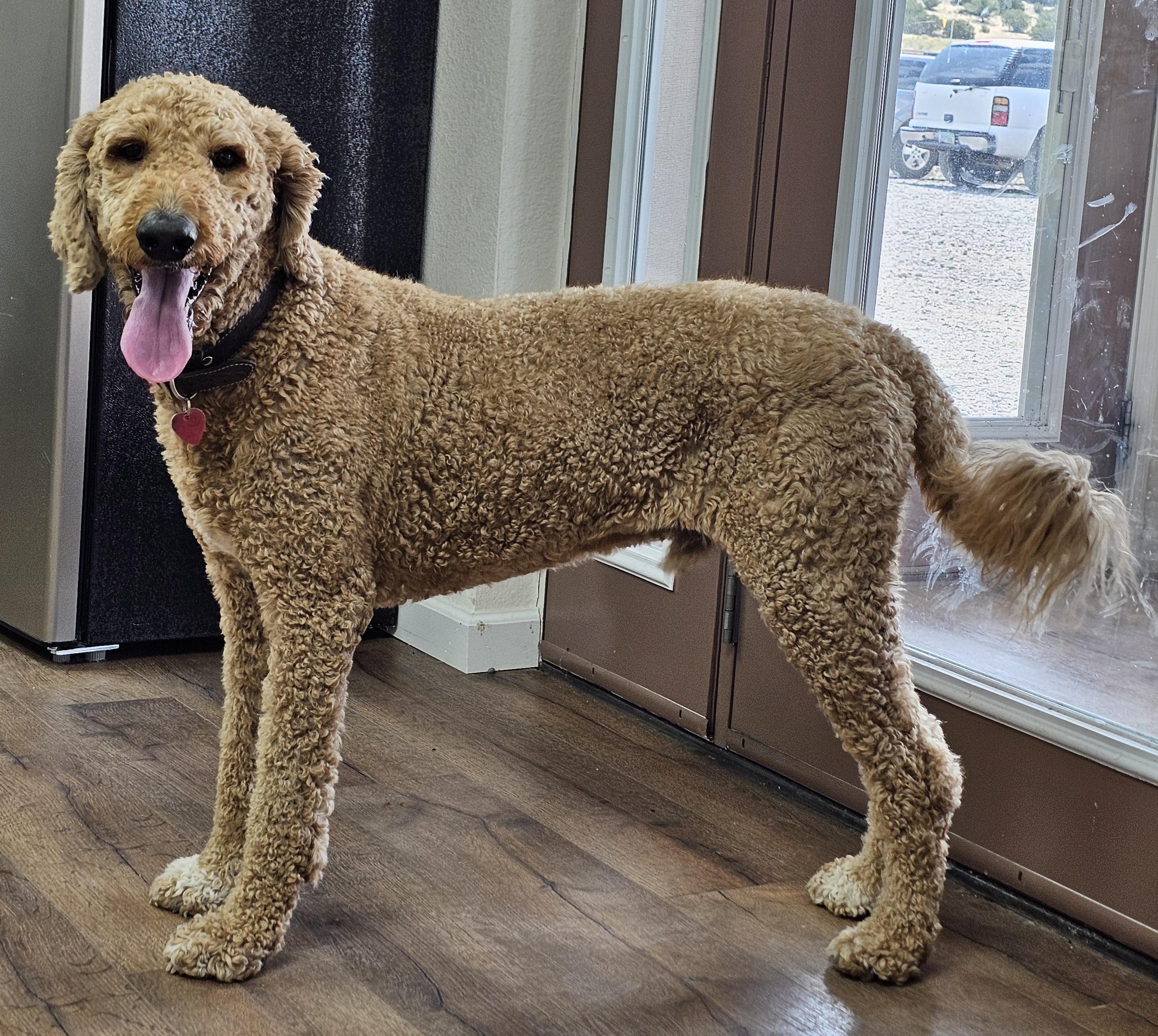 Whiskey, an adoptable Goldendoodle in Springerville, AZ, 85938 | Photo Image 1