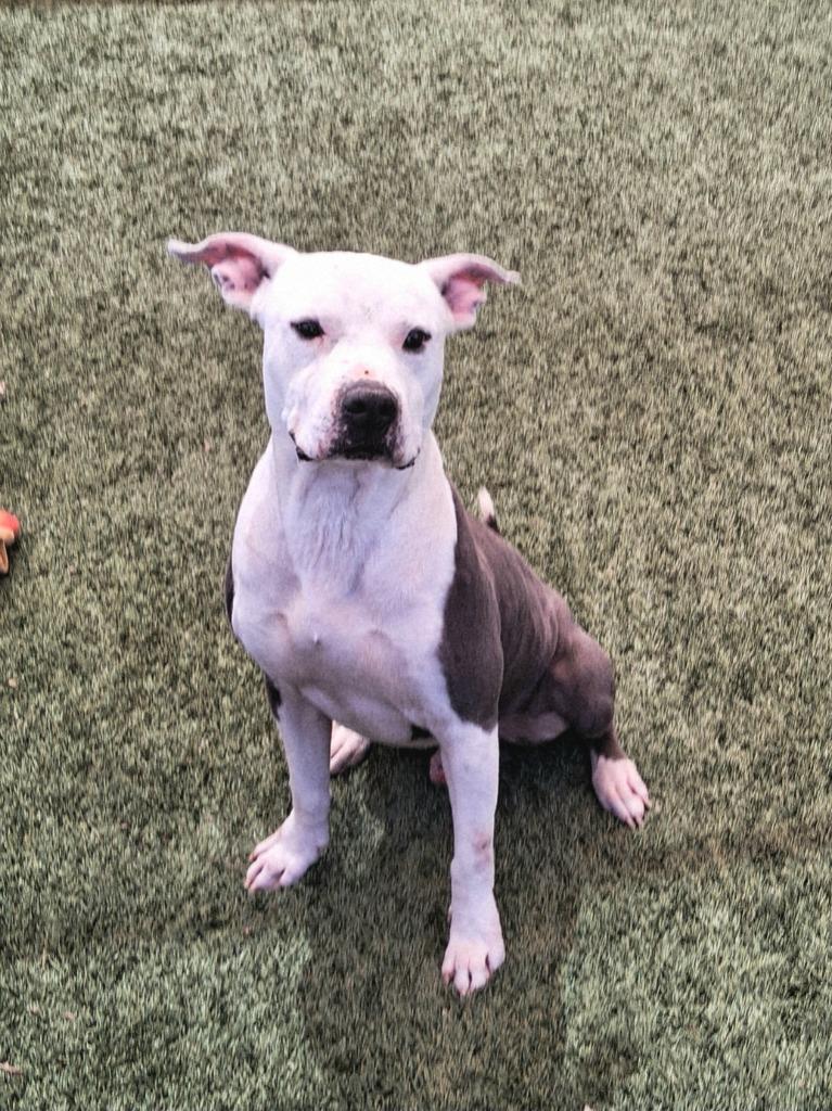 Samuel, Adoptable, Young Male Pit Bull Terrier.