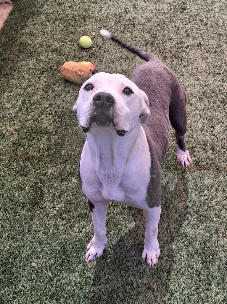 Enlarge Samuel, a Adoptable mixed breed in Seguin, TX image 2/5