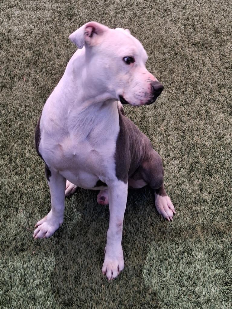 Enlarge Samuel, a Adoptable mixed breed in Seguin, TX image 3/5