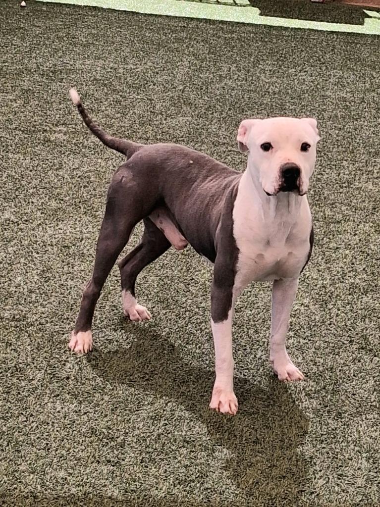 Enlarge Samuel, a Adoptable mixed breed in Seguin, TX image 4/5