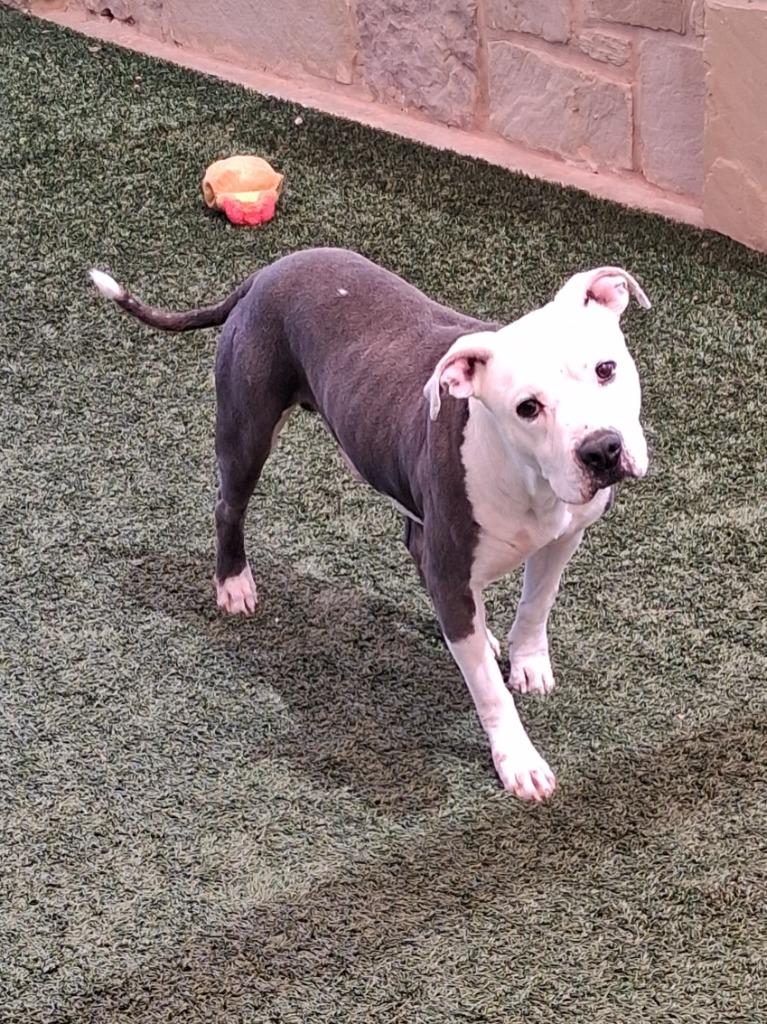 Enlarge Samuel, a Adoptable mixed breed in Seguin, TX image 5/5