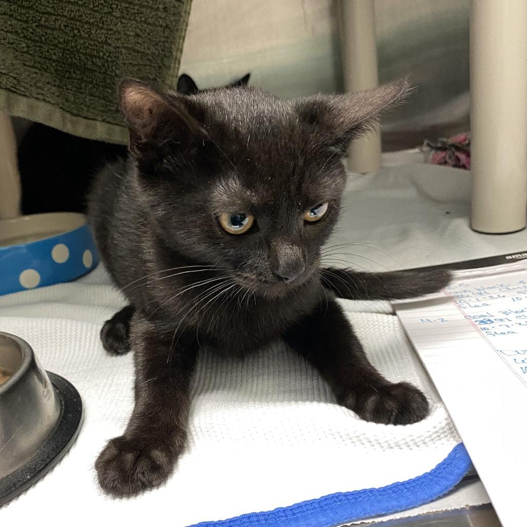 Raven, Adoptable, Kitten Male Domestic Short Hair.