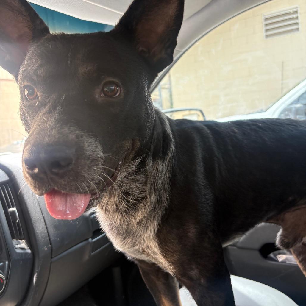 Harrison Ford, Adoptable, Adult Male Australian Cattle Dog / Blue Heeler & Pit Bull Terrier.