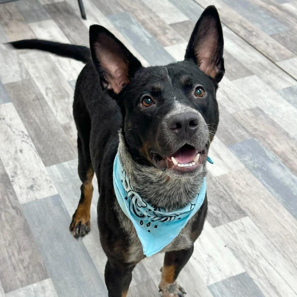 Harrison Ford, a Adoptable mixed breed in Lufkin, TX image 2/3