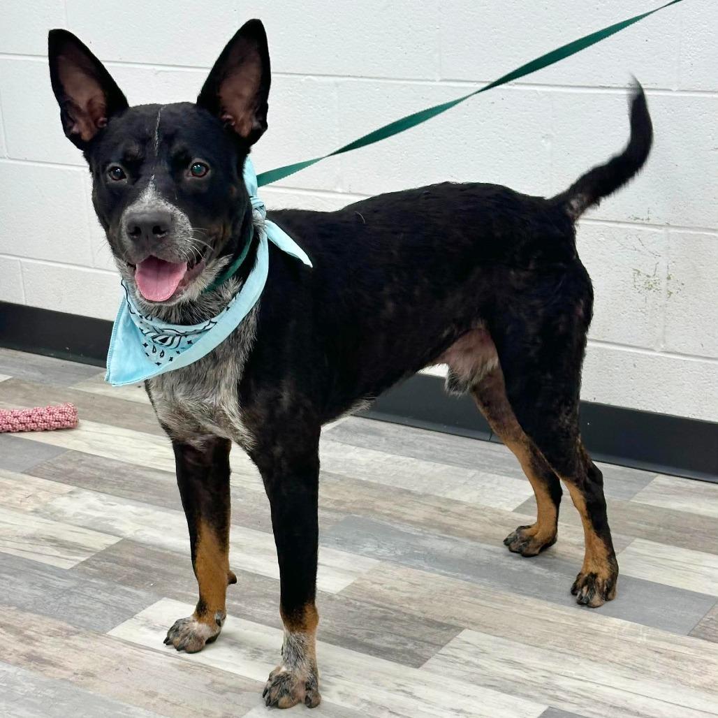 Harrison Ford, a Adoptable mixed breed in Lufkin, TX image 3/3
