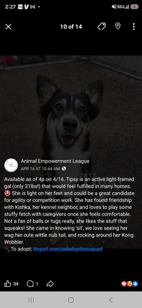 Enlarge Tipsy 26-9303, a Adopted mixed breed in Minot, ND image 1/6