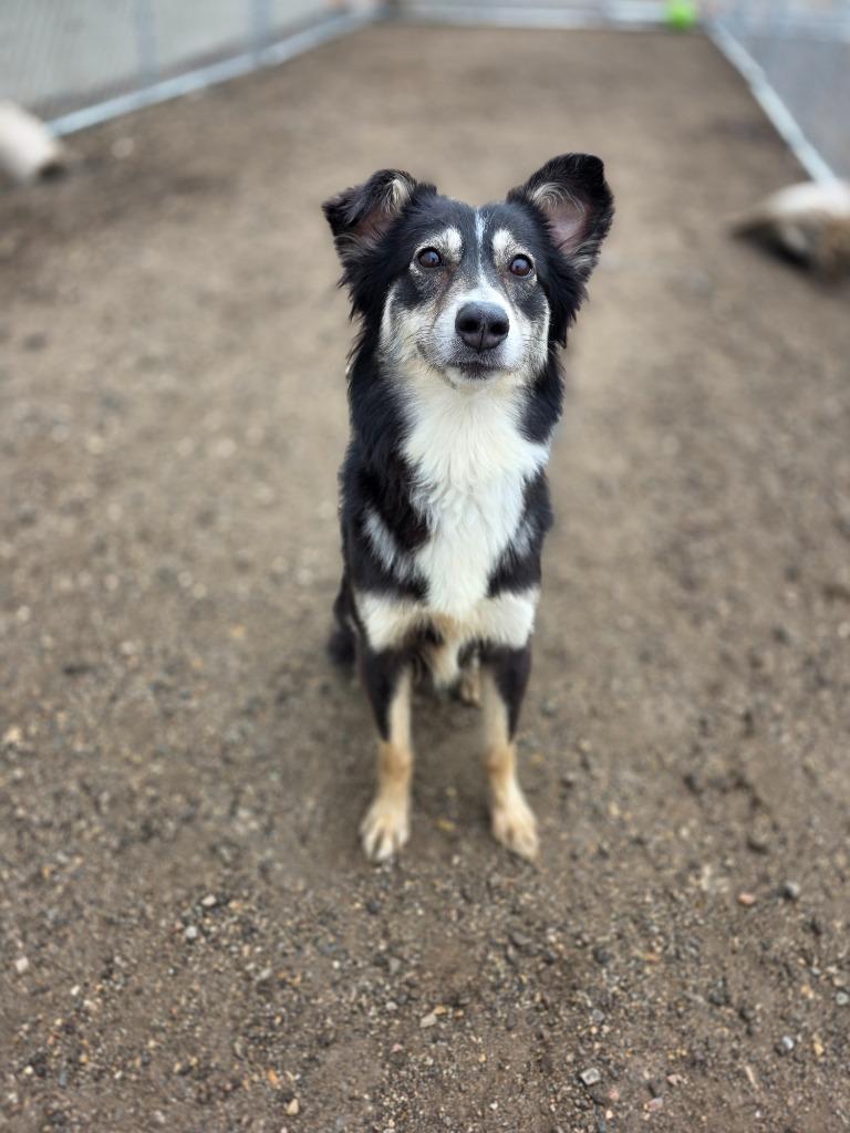 Enlarge Tipsy 26-9303, a Adopted mixed breed in Minot, ND image 3/6