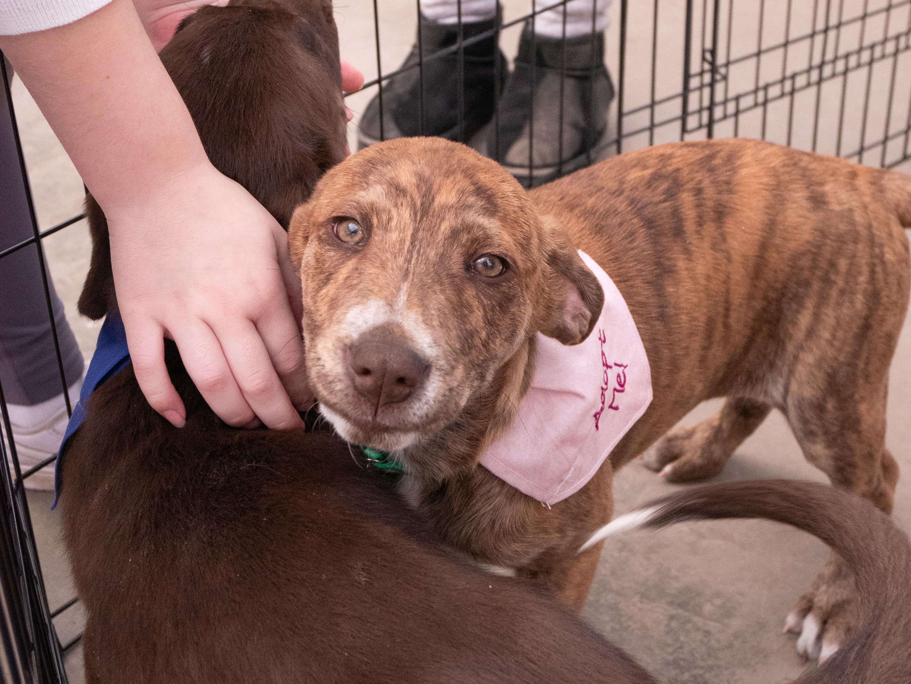 Enlarge Mackenzie, a ADOPTABLE mixed breed in Minneapolis, MN image 5/6
