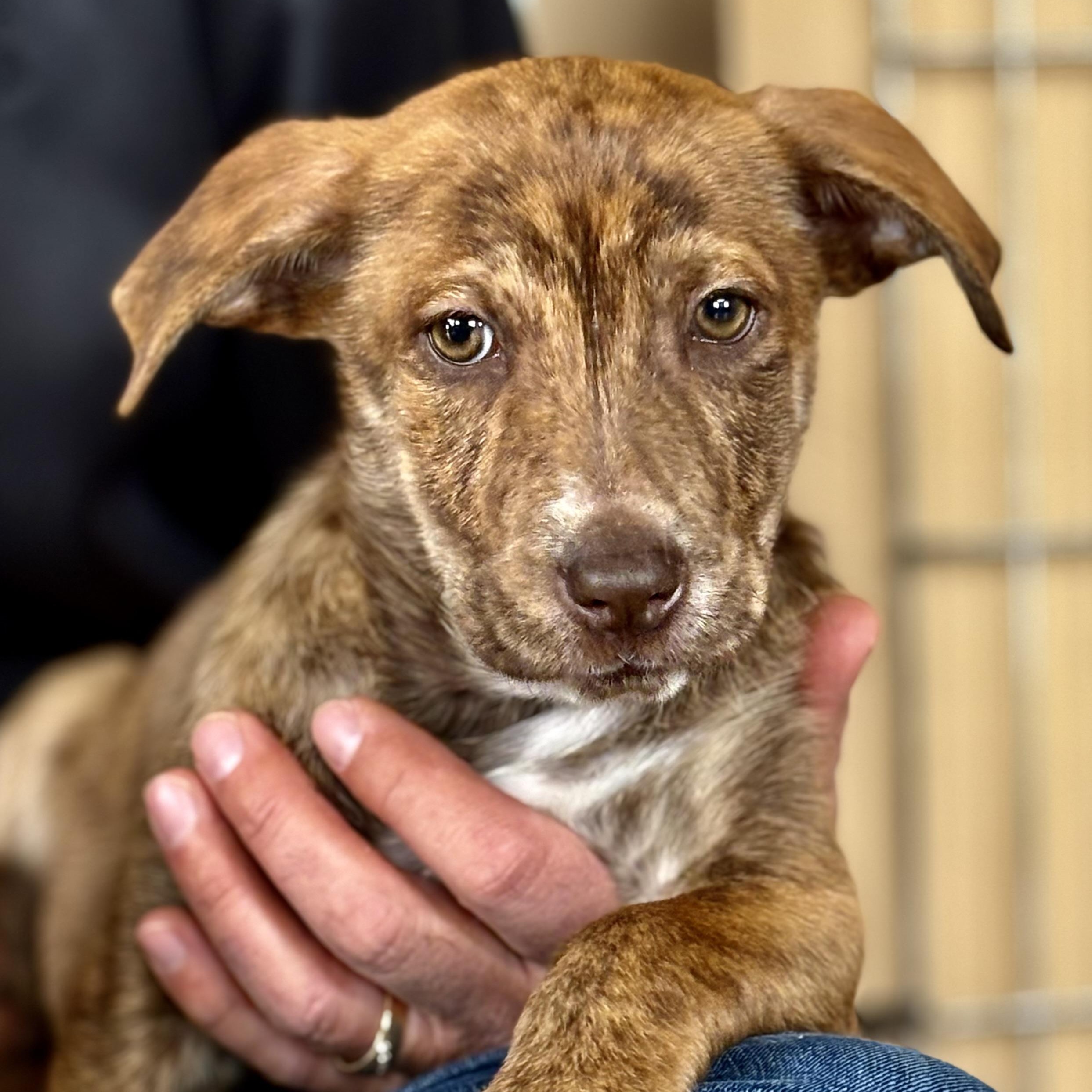 Enlarge Mackenzie, a ADOPTABLE mixed breed in Minneapolis, MN image 3/6