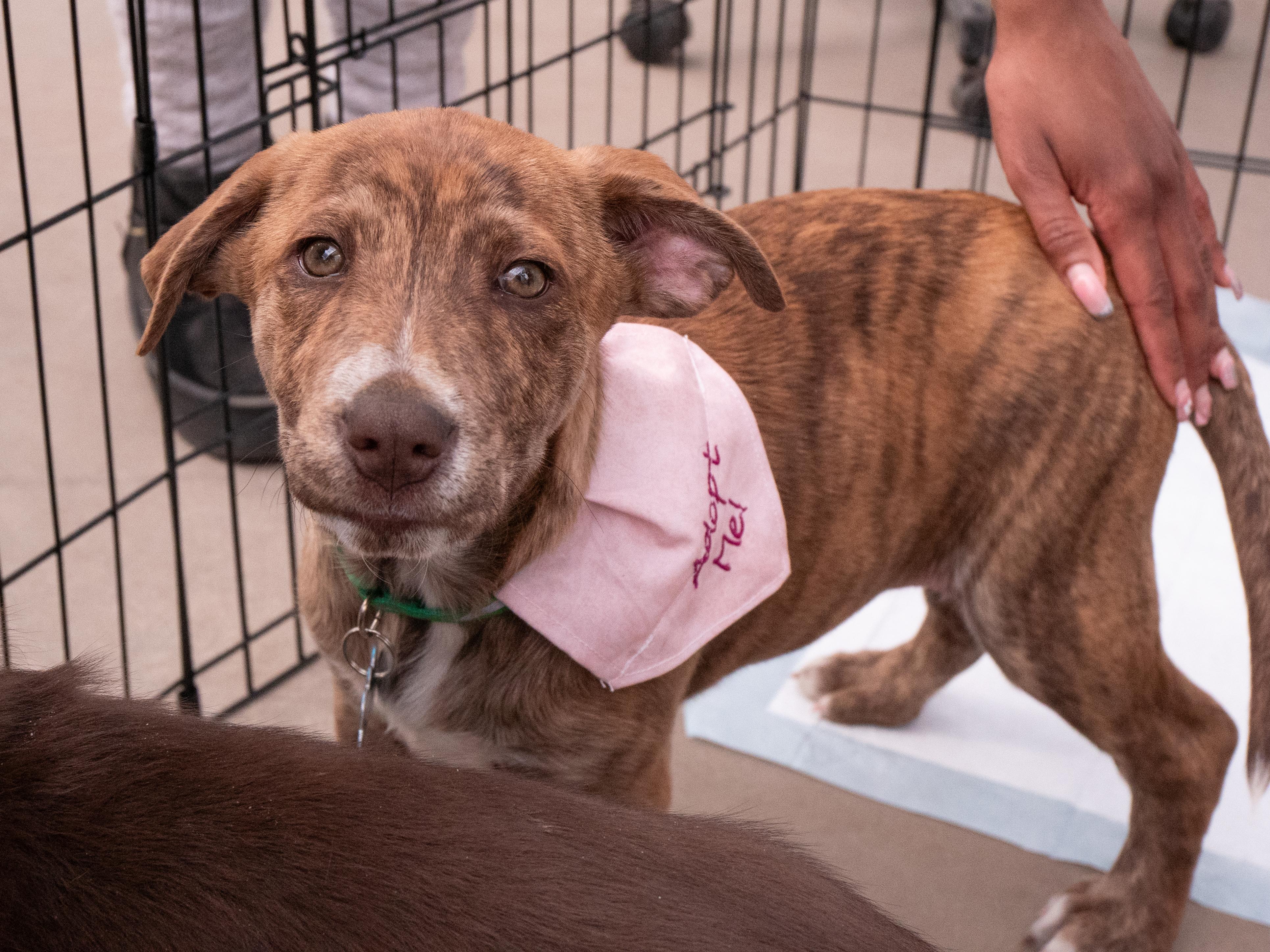 Enlarge Mackenzie, a ADOPTABLE mixed breed in Minneapolis, MN image 4/6