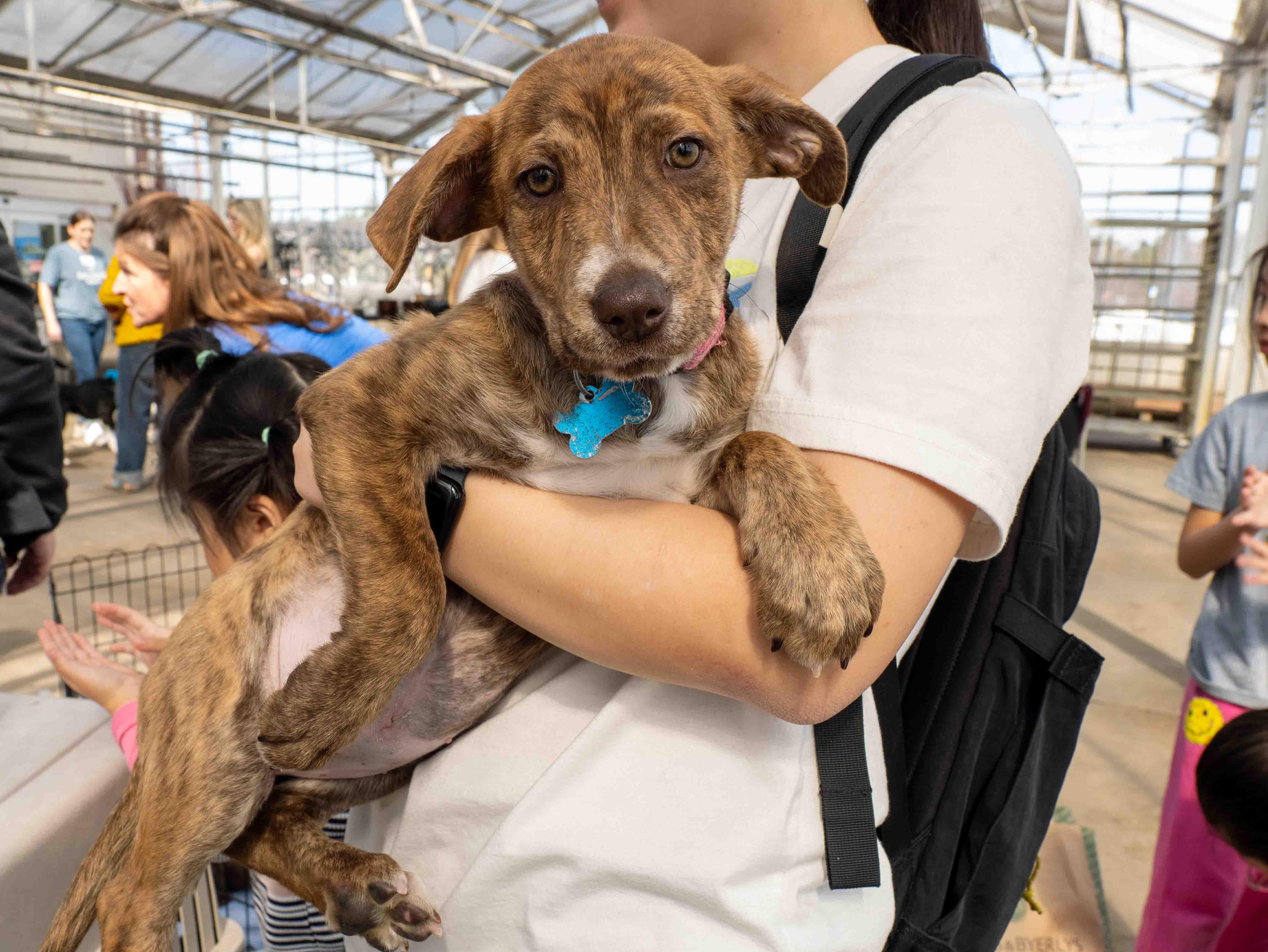 Enlarge Mackenzie, a ADOPTABLE mixed breed in Minneapolis, MN image 1/6