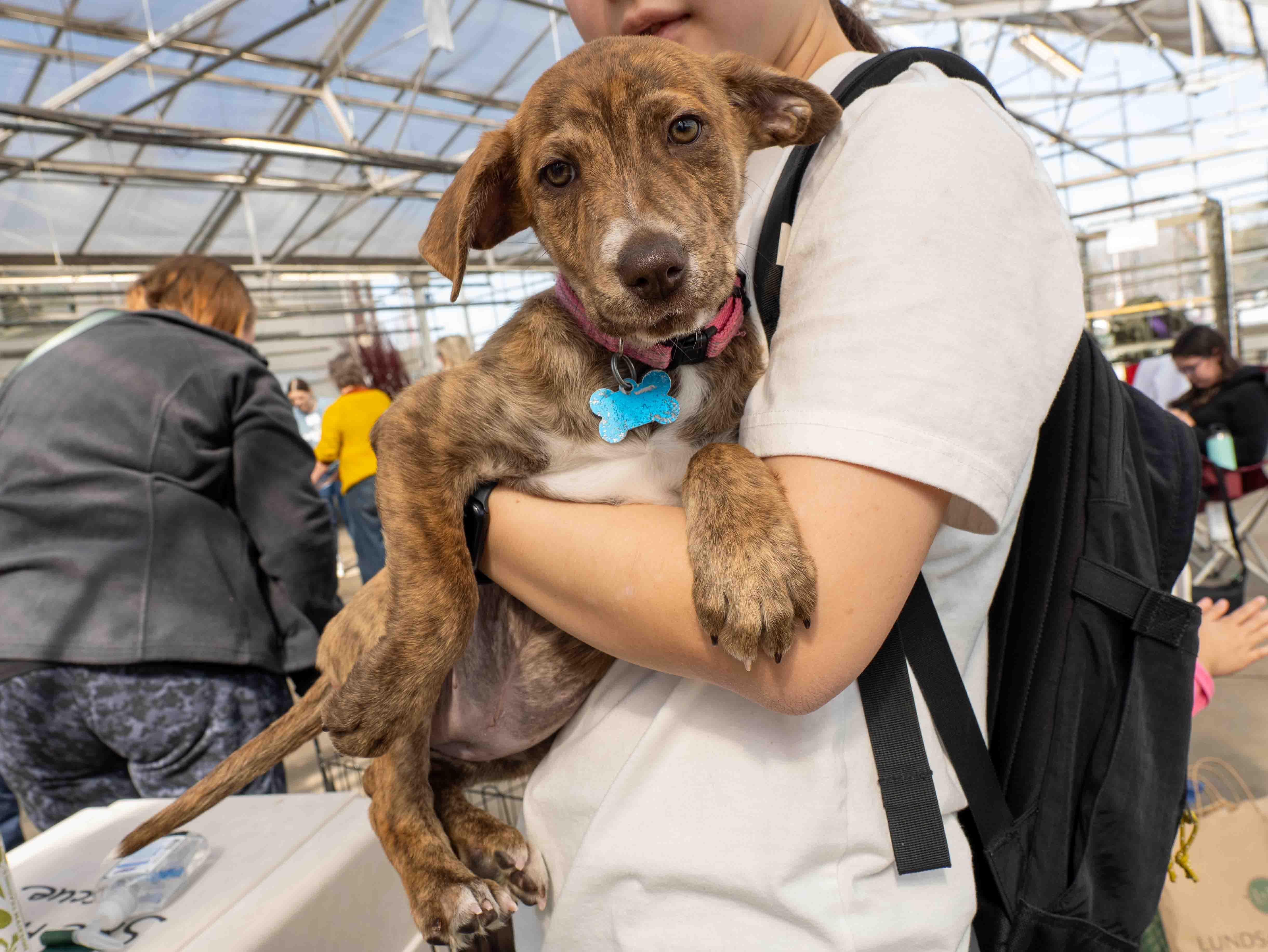 Enlarge Mackenzie, a ADOPTABLE mixed breed in Minneapolis, MN image 2/6