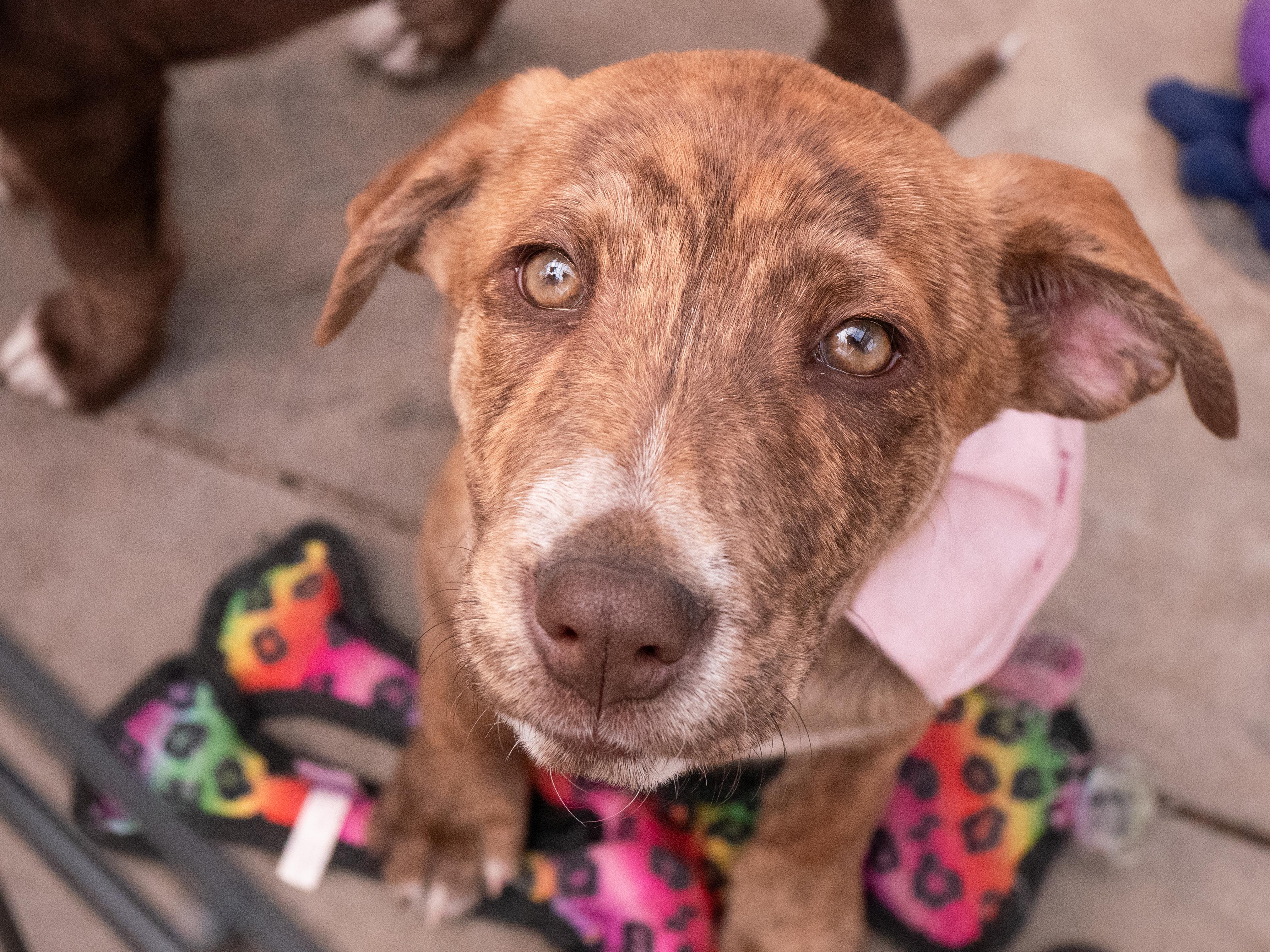 Enlarge Mackenzie, a ADOPTABLE mixed breed in Minneapolis, MN image 6/6