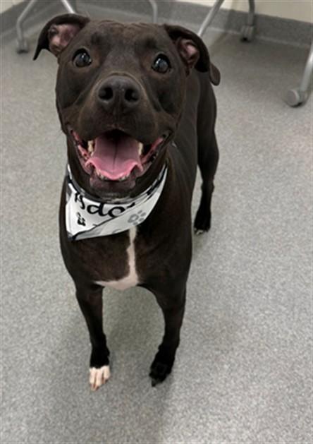 Enlarge REX, a Adoptable mixed breed in Toledo, OH image 1/1