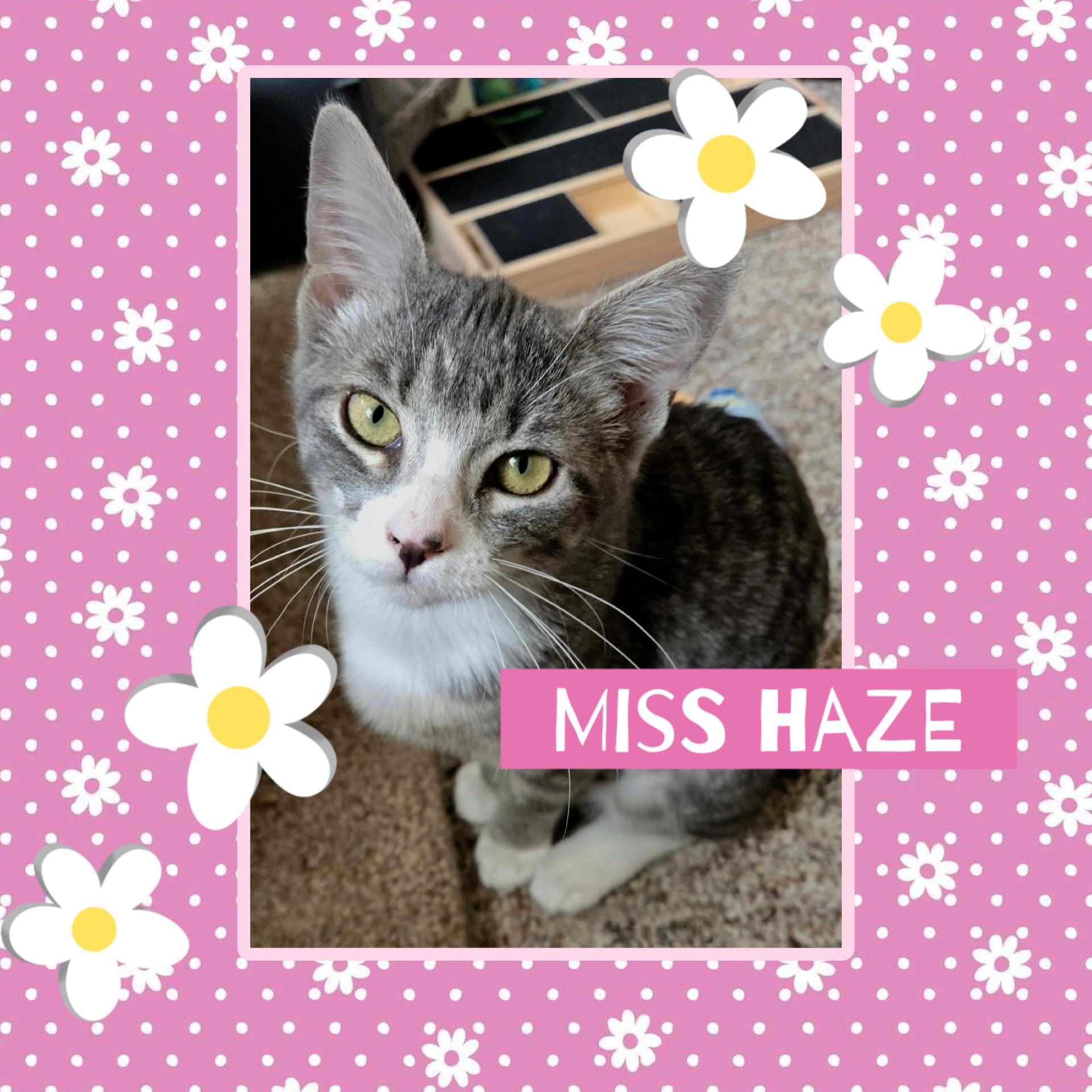 Haze, Adoptable, Kitten Female Domestic Short Hair.