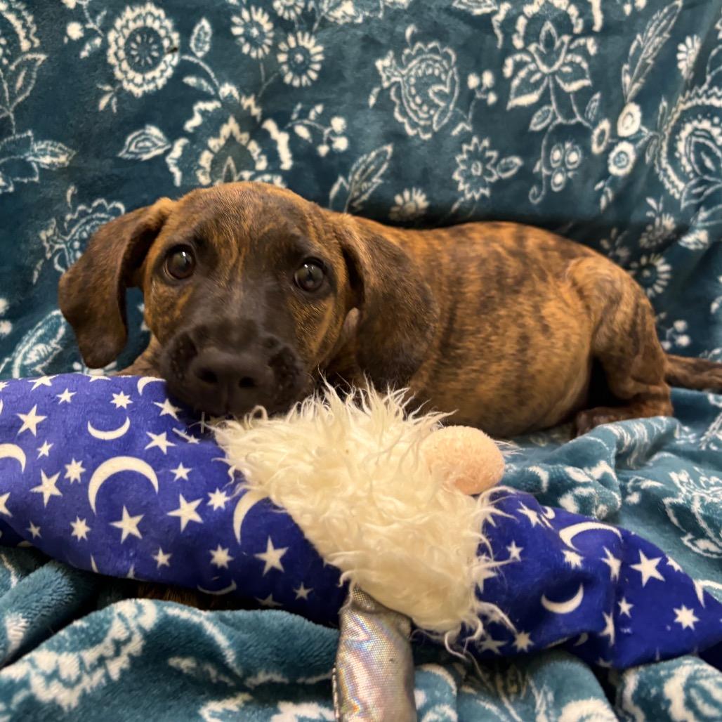 Hope, Adoptable, Puppy Female Terrier.