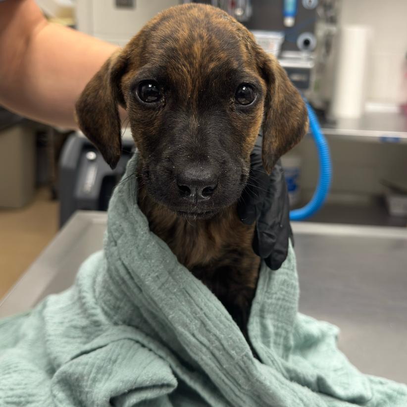 Enlarge Hope, a Adoptable mixed breed in New Fairfield, CT image 2/6