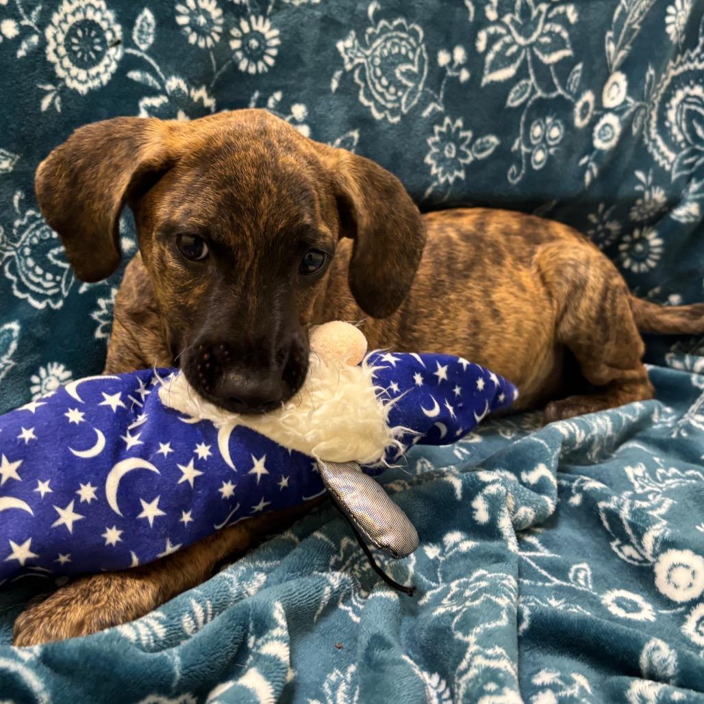 Enlarge Hope, a Adoptable mixed breed in New Fairfield, CT image 3/6