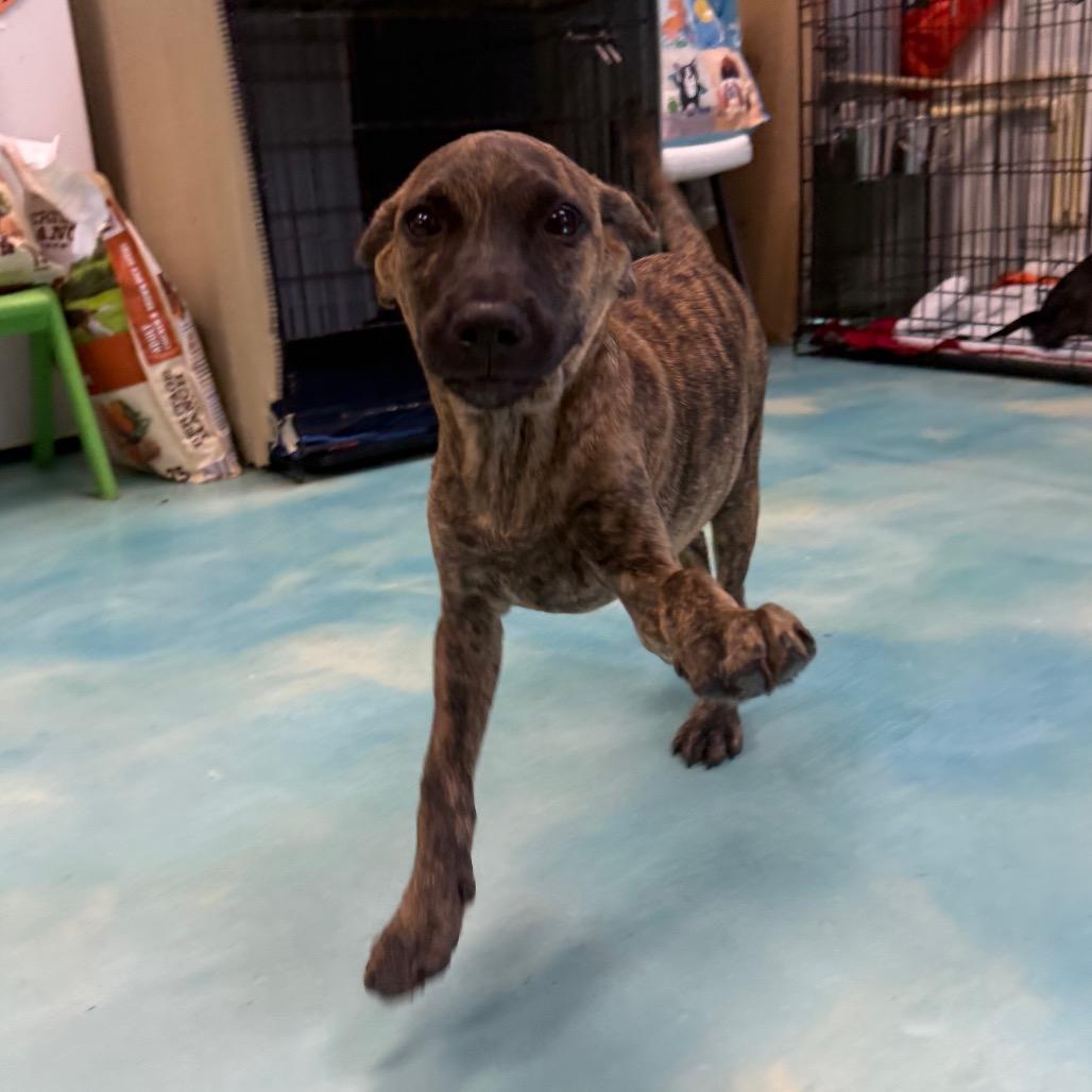 Enlarge Hope, a Adoptable mixed breed in New Fairfield, CT image 4/6