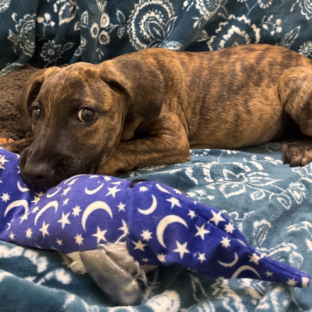 Enlarge Hope, a Adoptable mixed breed in New Fairfield, CT image 5/6