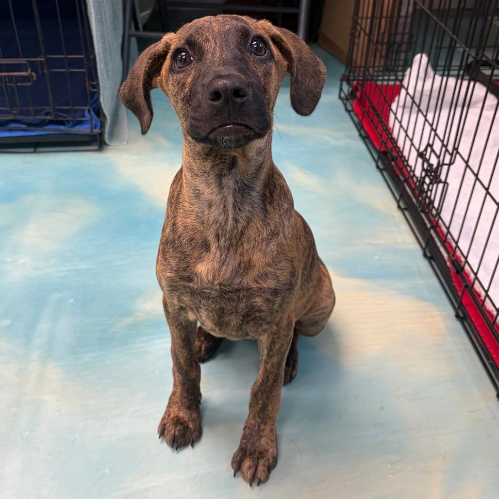 Enlarge Hope, a Adoptable mixed breed in New Fairfield, CT image 6/6