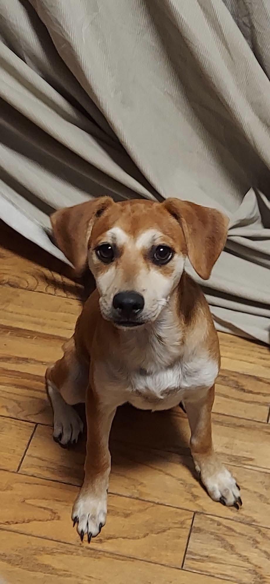 Enlarge Harper, a ADOPTABLE mixed breed in Oakland, CA image 5/6