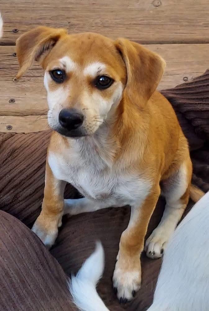 Enlarge Harper, a ADOPTABLE mixed breed in Oakland, CA image 1/6