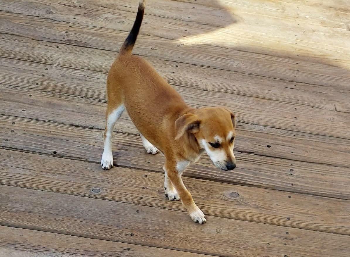 Enlarge Harper, a ADOPTABLE mixed breed in Oakland, CA image 3/6