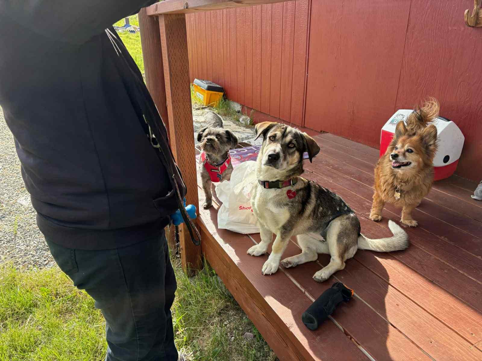 Enlarge Sadie, a ADOPTABLE mixed breed in Polson, MT image 1/2
