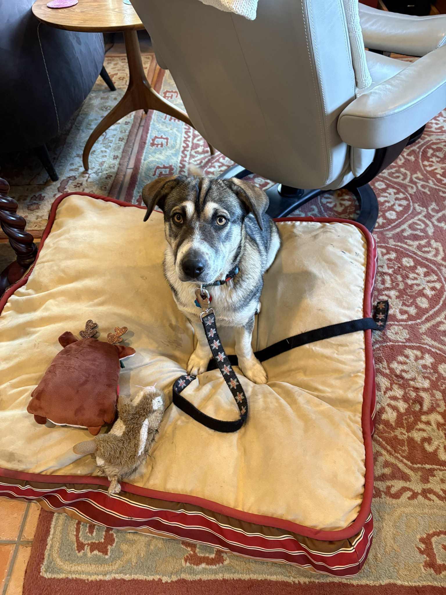 Enlarge Sadie, a ADOPTABLE mixed breed in Polson, MT image 2/2