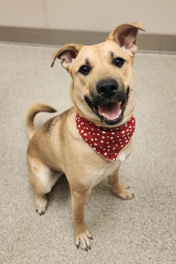 Ziggy, Adoptable, Young Female Shepherd & Husky.
