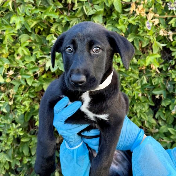 Bubbles, Adoptable, Puppy Female Siberian Husky.