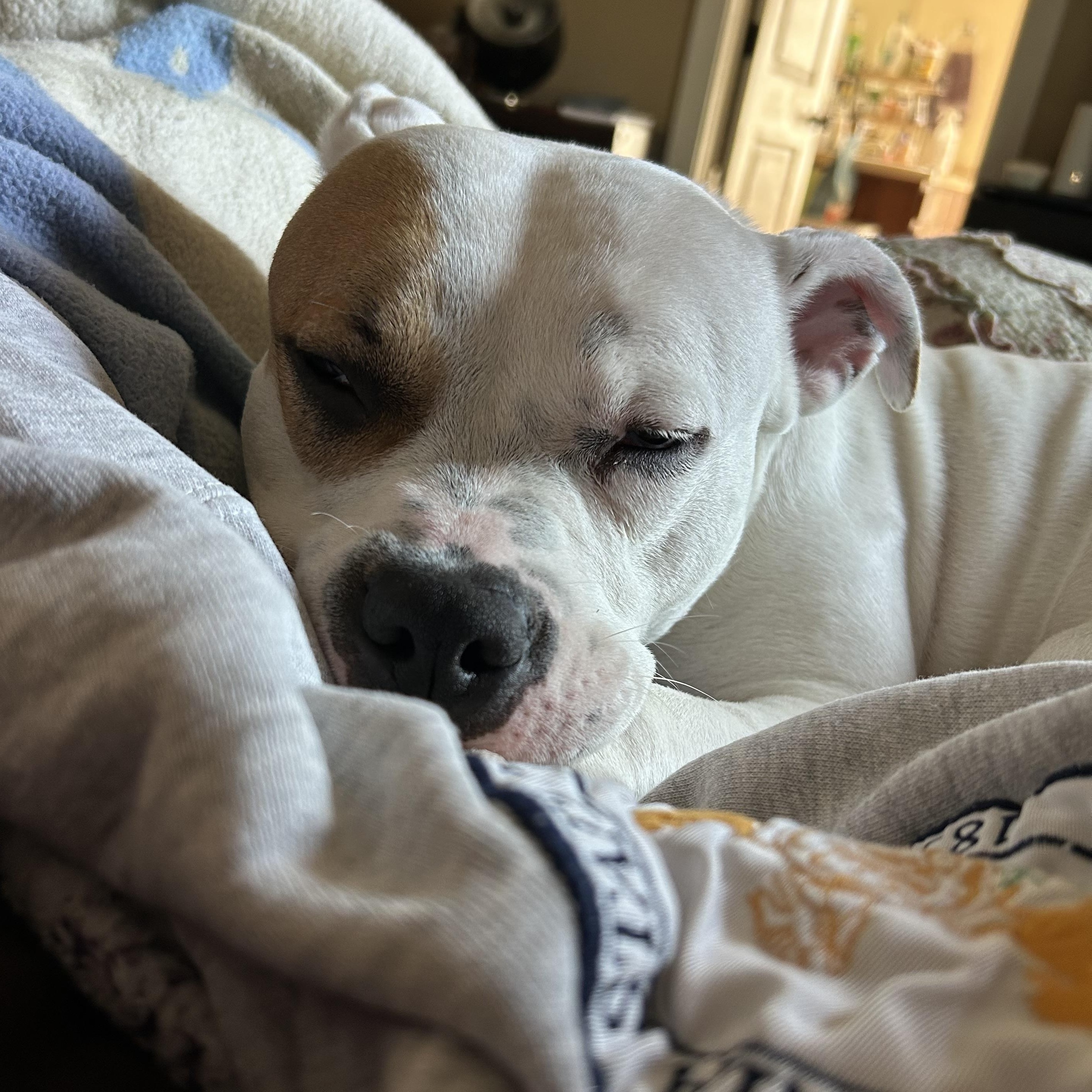 Orchid, a ADOPTABLE mixed breed in Mishawaka, IN image 1/6