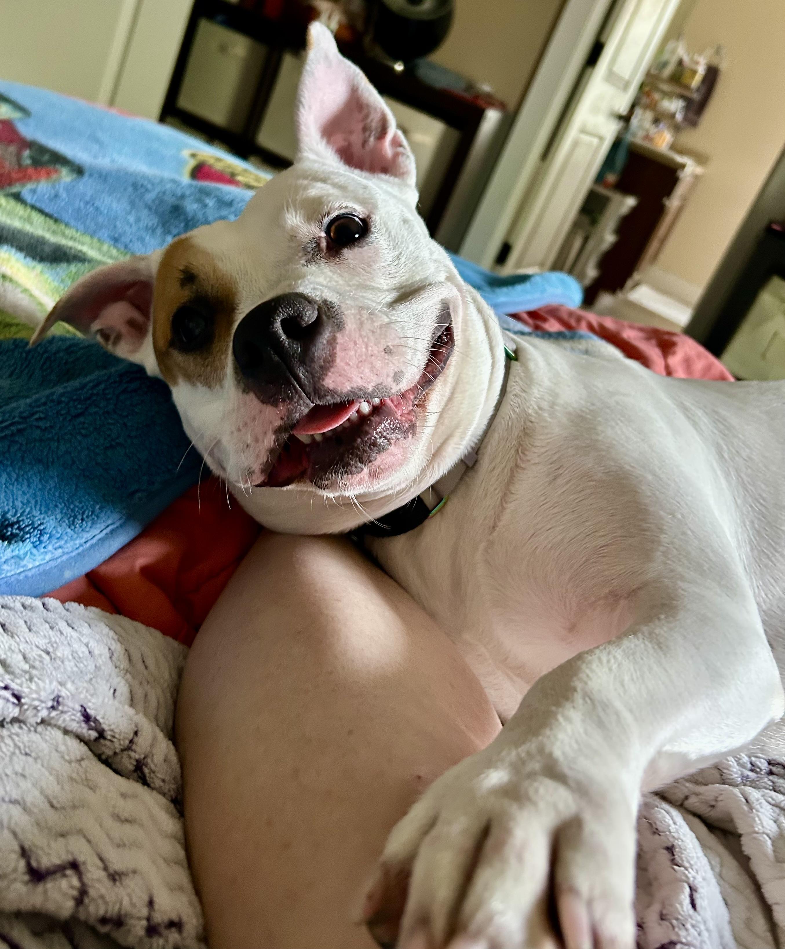 Orchid, a ADOPTABLE mixed breed in Mishawaka, IN image 2/6