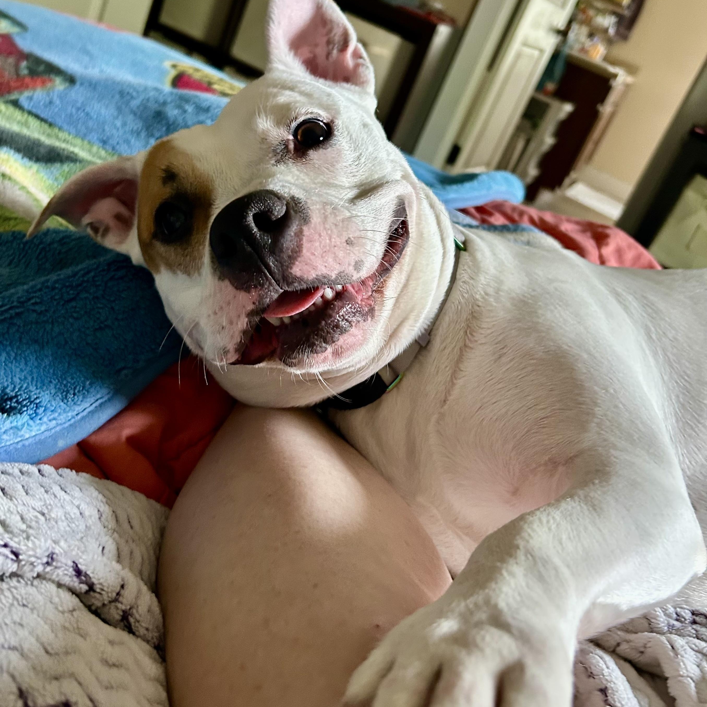 Enlarge Orchid, a ADOPTABLE mixed breed in Mishawaka, IN image 2/6