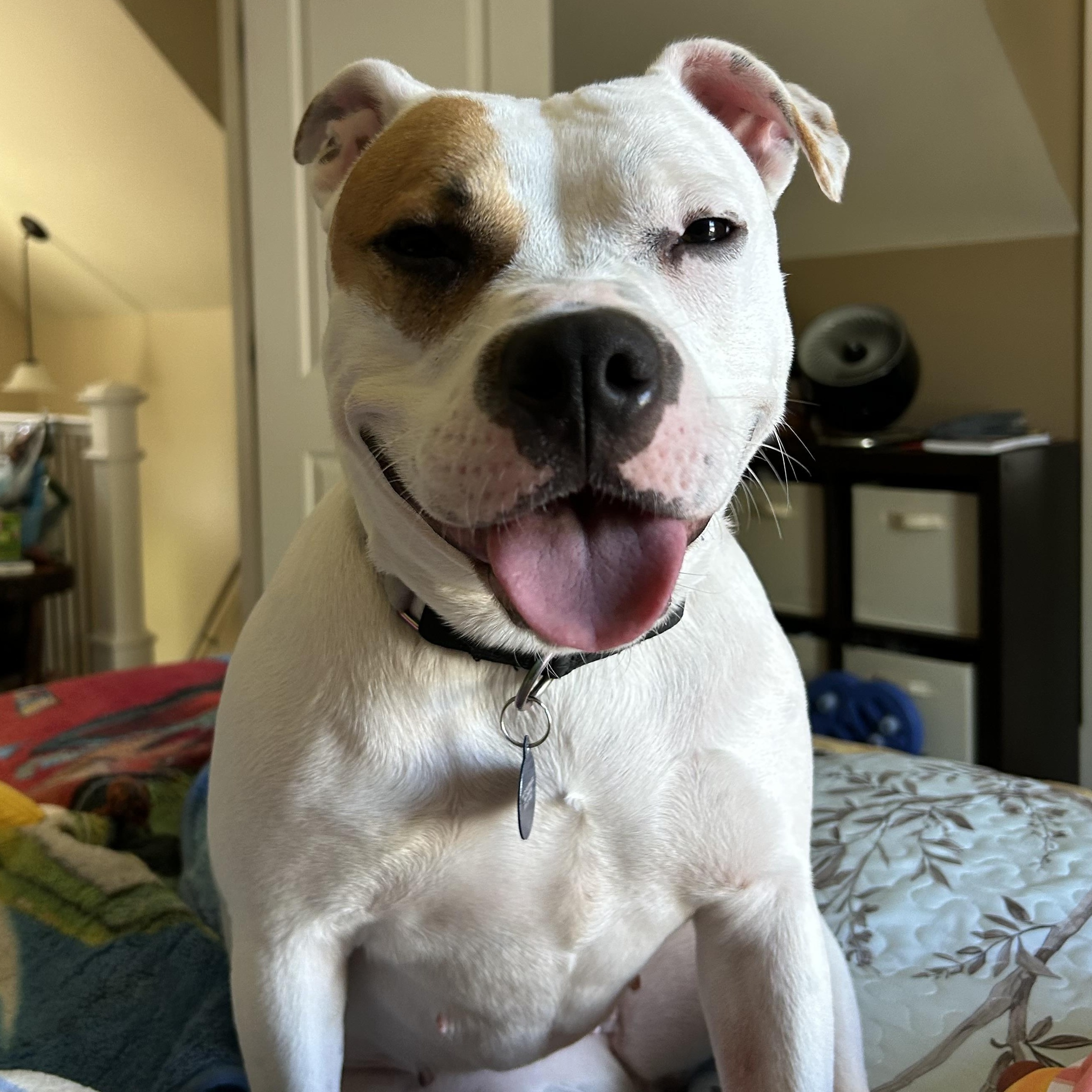 Orchid, a ADOPTABLE mixed breed in Mishawaka, IN image 5/6