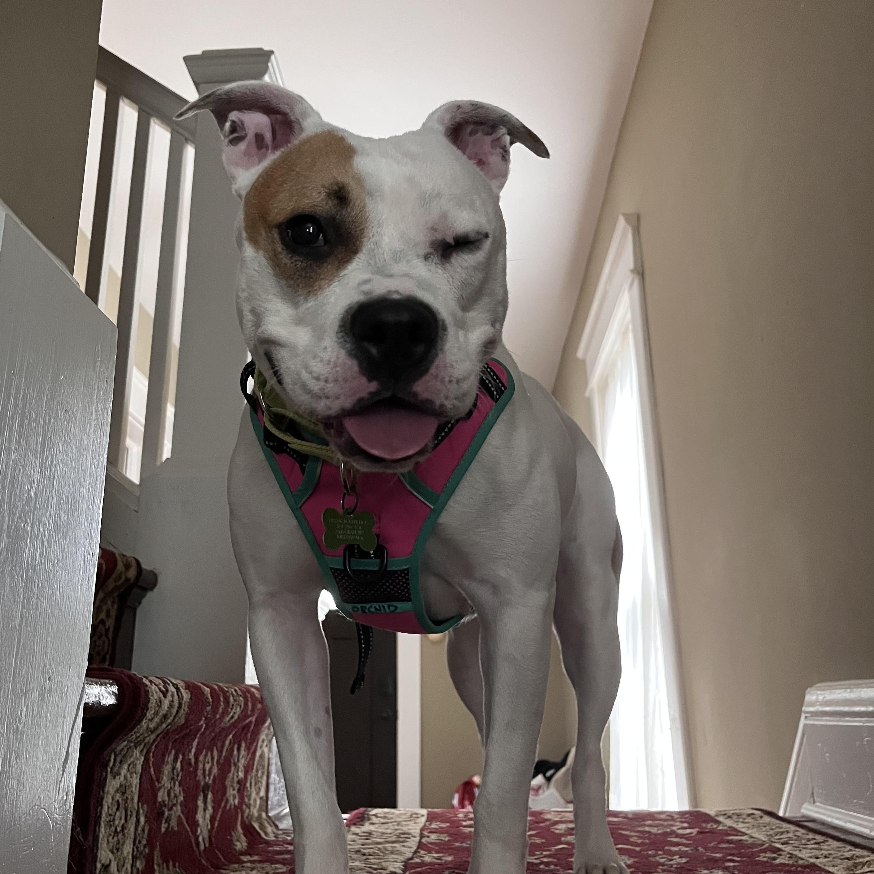 Enlarge Orchid, a ADOPTABLE mixed breed in Mishawaka, IN image 6/6