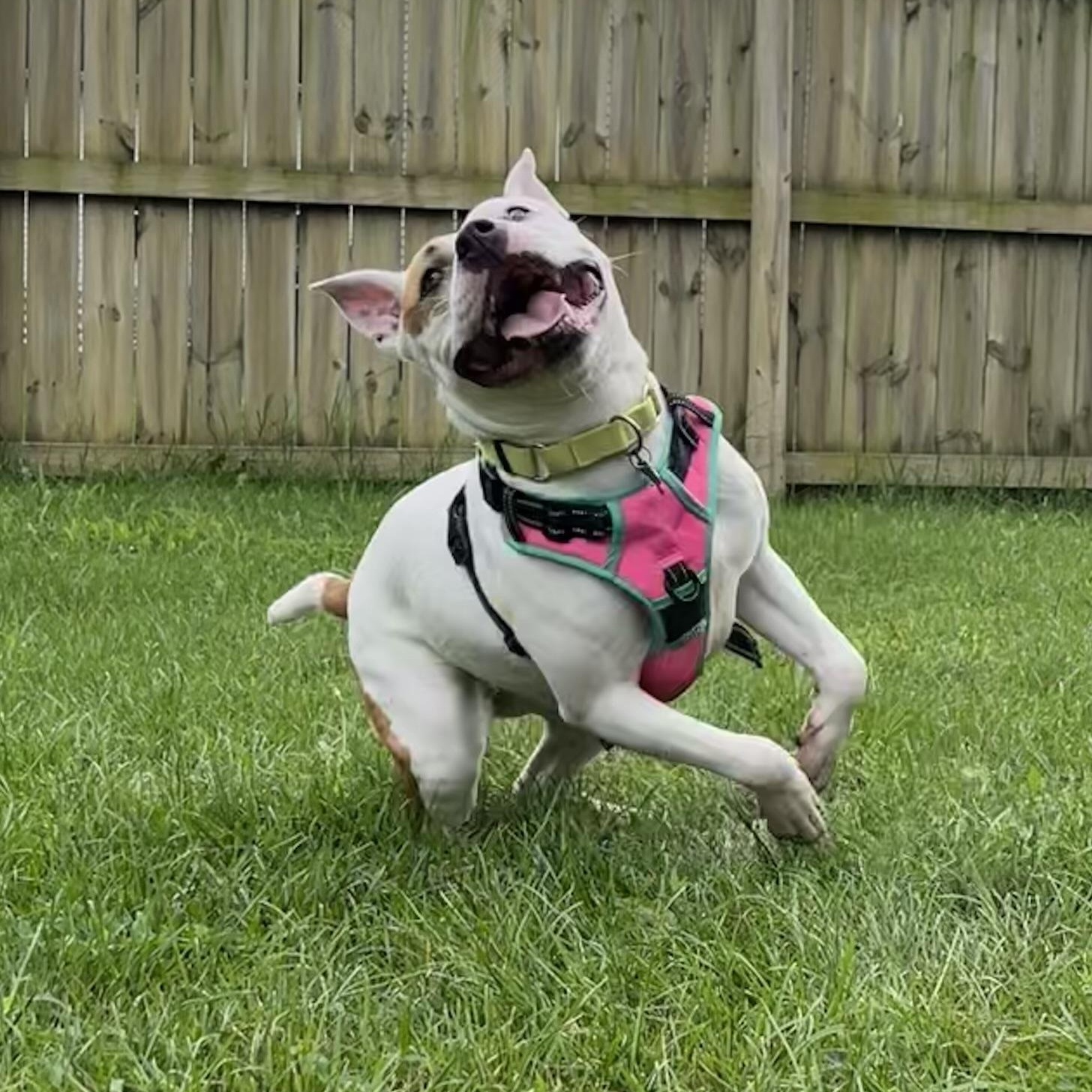 Orchid, ADOPTABLE, Adult Female Mixed Breed.