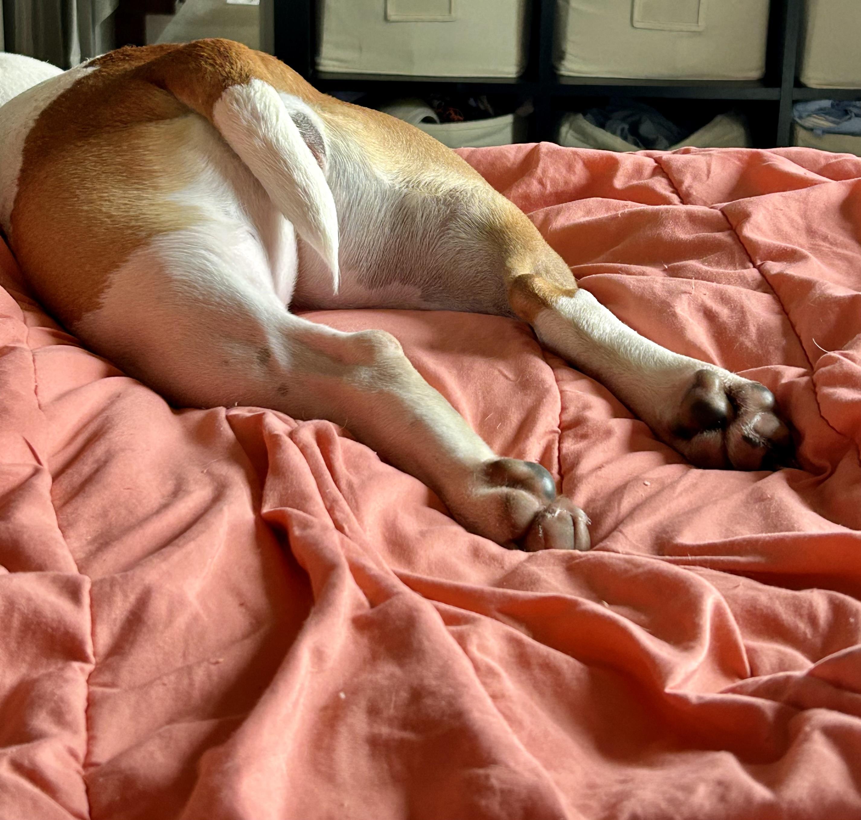 Orchid, a ADOPTABLE mixed breed in Mishawaka, IN image 4/6