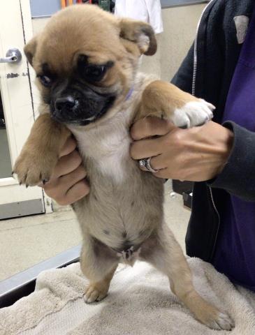 MASHED, a Adopted Pug in Sebec, ME image 1/2