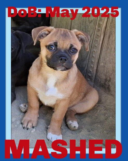 MASHED, a Adopted Pug in Sebec, ME image 2/2