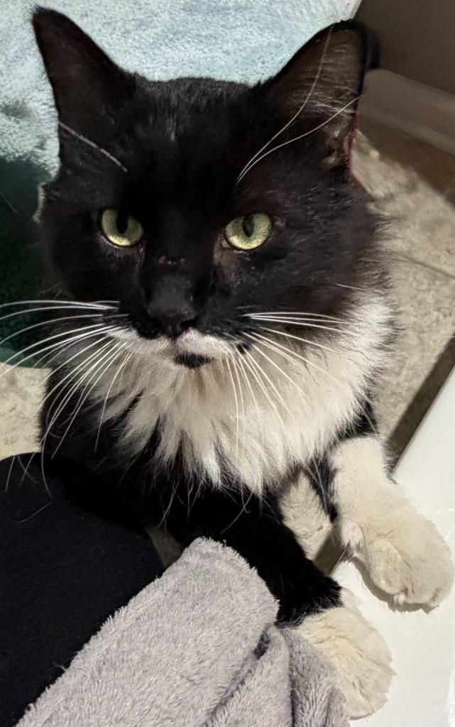 Enlarge Felix26, a Adoptable mixed breed in Youngsville, NC image 2/3